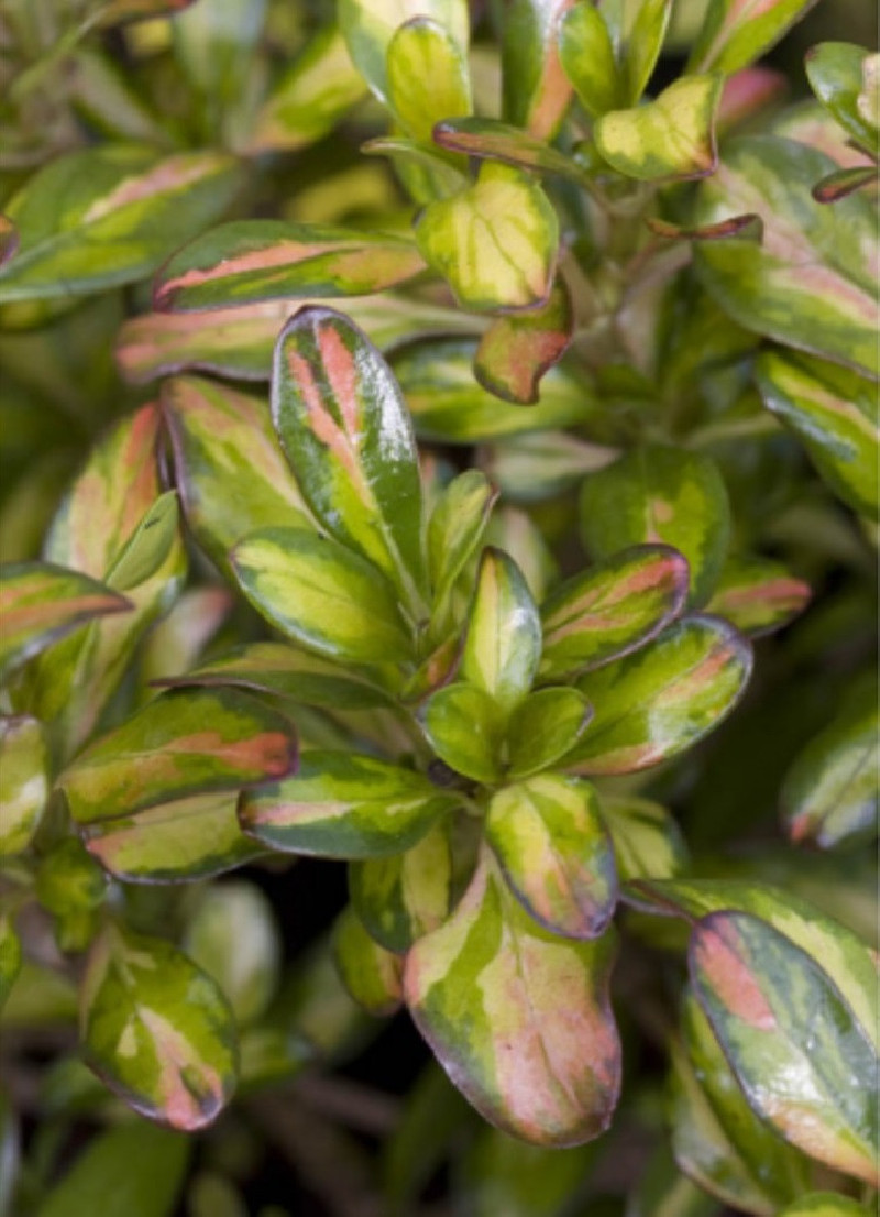 COPROSMA LEMON AND LIME