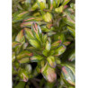 COPROSMA LEMON AND LIME (Coprosma)