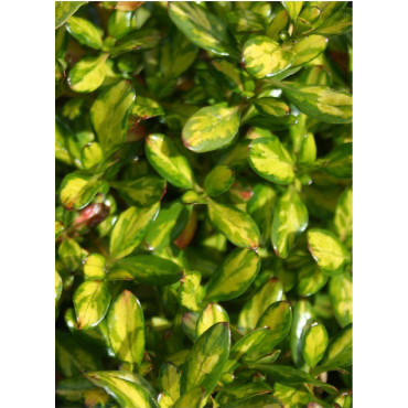 COPROSMA LEMON AND LIME (Coprosma)