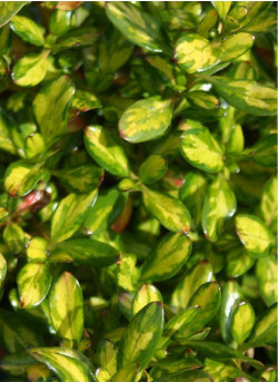 COPROSMA LEMON AND LIME