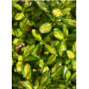 COPROSMA LEMON AND LIME (Coprosma)