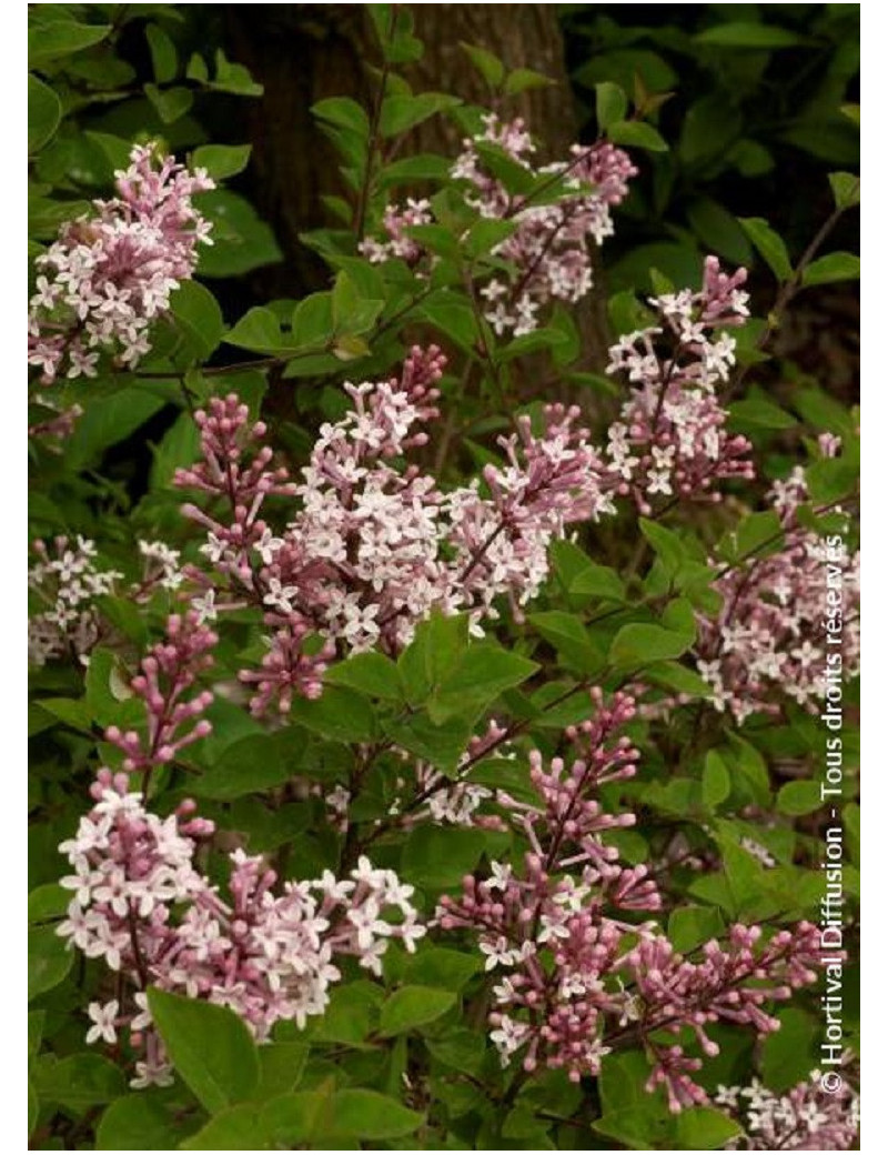 SYRINGA microphylla SUPERBA (Lilas)