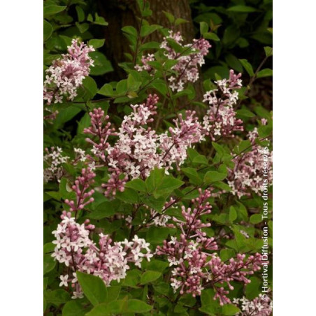 SYRINGA microphylla SUPERBA (Lilas)