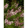 SYRINGA microphylla SUPERBA (Lilas)