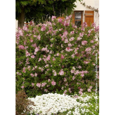 SYRINGA microphylla SUPERBA (Lilas)