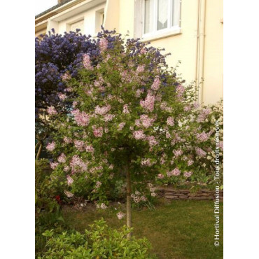 SYRINGA microphylla SUPERBA (Lilas)