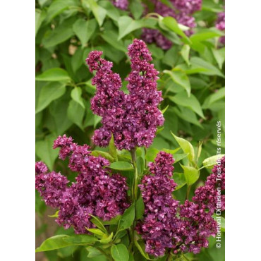 SYRINGA vulgaris CHARLES JOLY (Lilas)