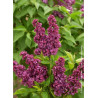 SYRINGA vulgaris CHARLES JOLY (Lilas)