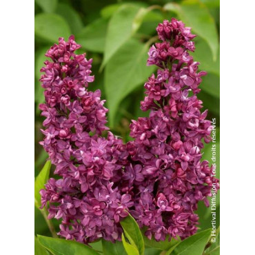 SYRINGA vulgaris CHARLES JOLY (Lilas)