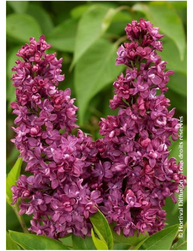 SYRINGA vulgaris CHARLES JOLY (Lilas)