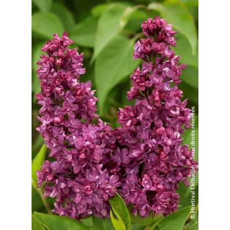 SYRINGA vulgaris CHARLES JOLY (Lilas)