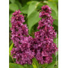 SYRINGA vulgaris CHARLES JOLY (Lilas)