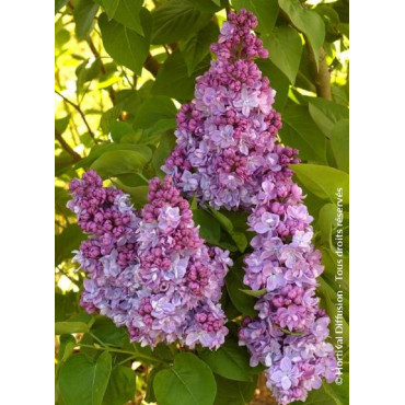 SYRINGA vulgaris KATHERINE HAVEMEYER (Lilas)