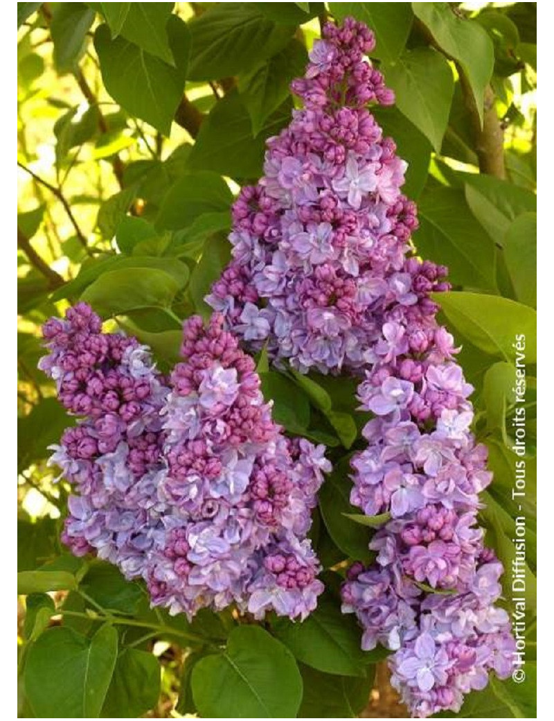 SYRINGA vulgaris KATHERINE HAVEMEYER (Lilas)