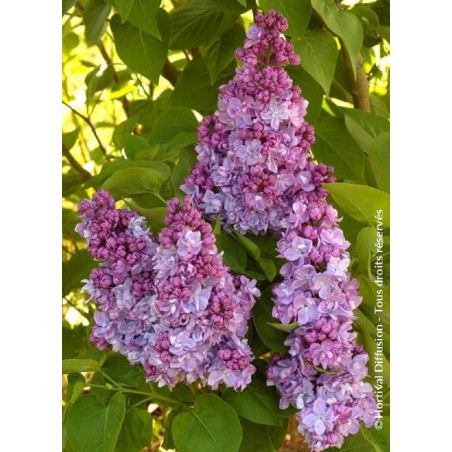 SYRINGA vulgaris KATHERINE HAVEMEYER (Lilas)