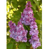 SYRINGA vulgaris KATHERINE HAVEMEYER (Lilas)