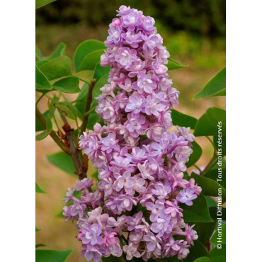 SYRINGA vulgaris KATHERINE HAVEMEYER (Lilas)