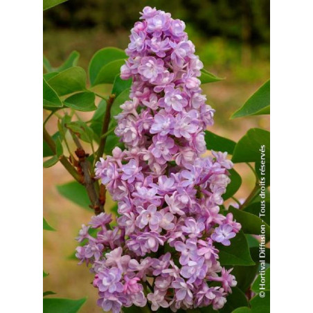 SYRINGA vulgaris KATHERINE HAVEMEYER (Lilas)