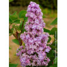 SYRINGA vulgaris KATHERINE HAVEMEYER (Lilas)