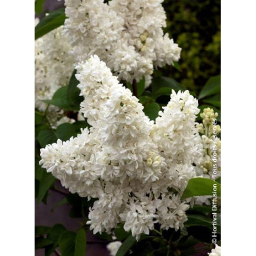 SYRINGA vulgaris MADAME LEMOINE (Lilas)