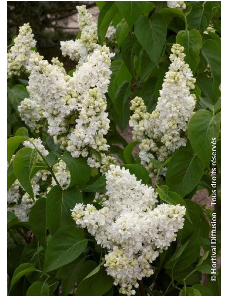 SYRINGA vulgaris MADAME LEMOINE (Lilas)