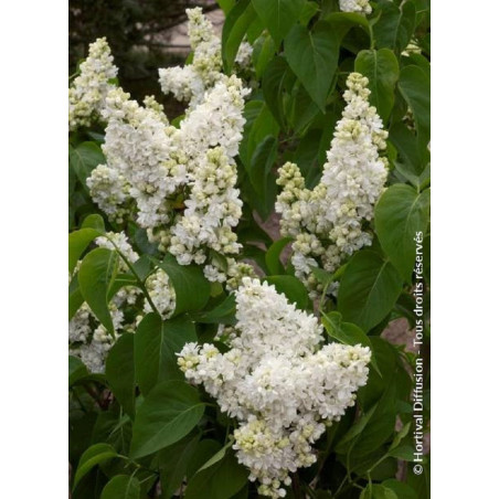 SYRINGA vulgaris MADAME LEMOINE (Lilas)