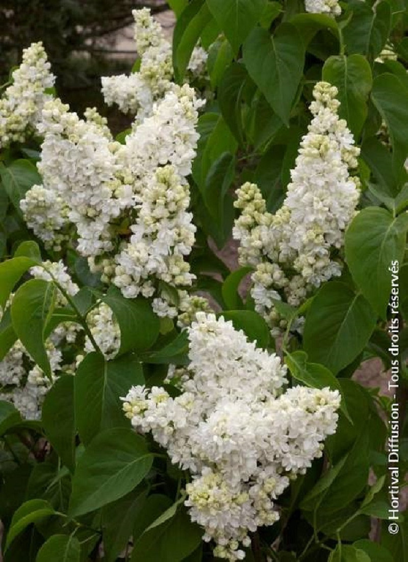 SYRINGA MADAME LEMOINE