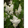 SYRINGA vulgaris MADAME LEMOINE (Lilas)