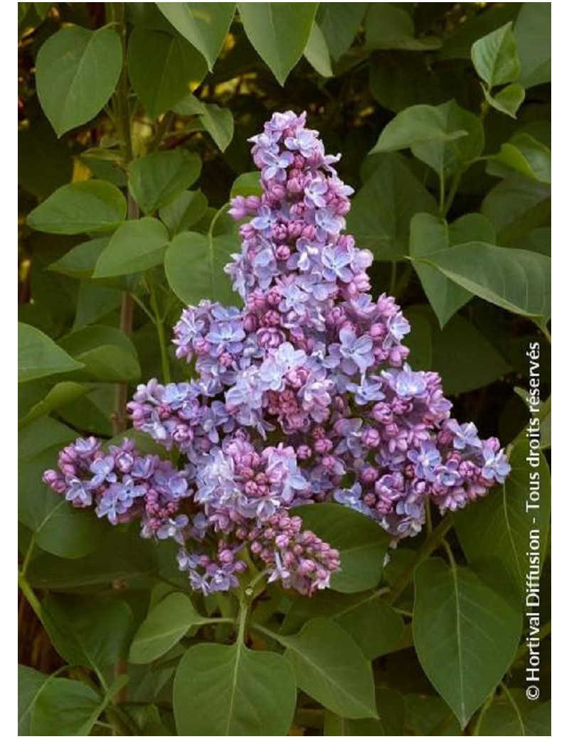 SYRINGA vulgaris PRESIDENT GREVY (Lilas)