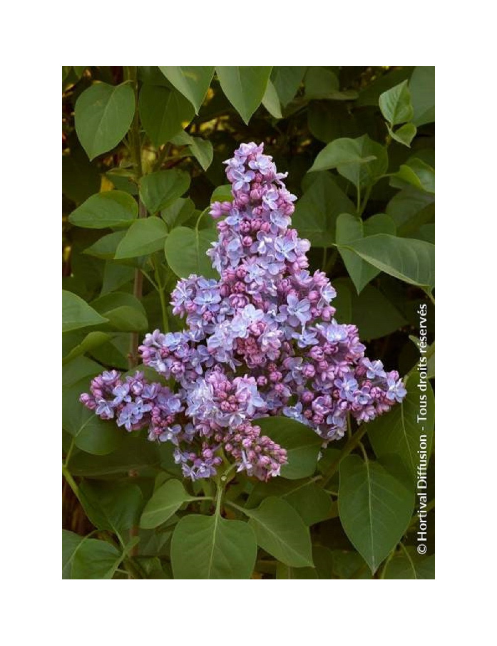SYRINGA PRESIDENT GREVY