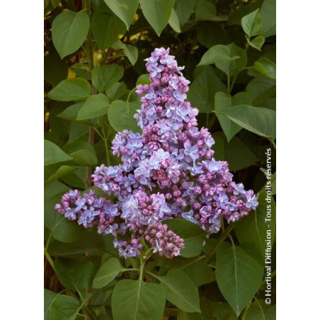 SYRINGA vulgaris PRESIDENT GREVY (Lilas)