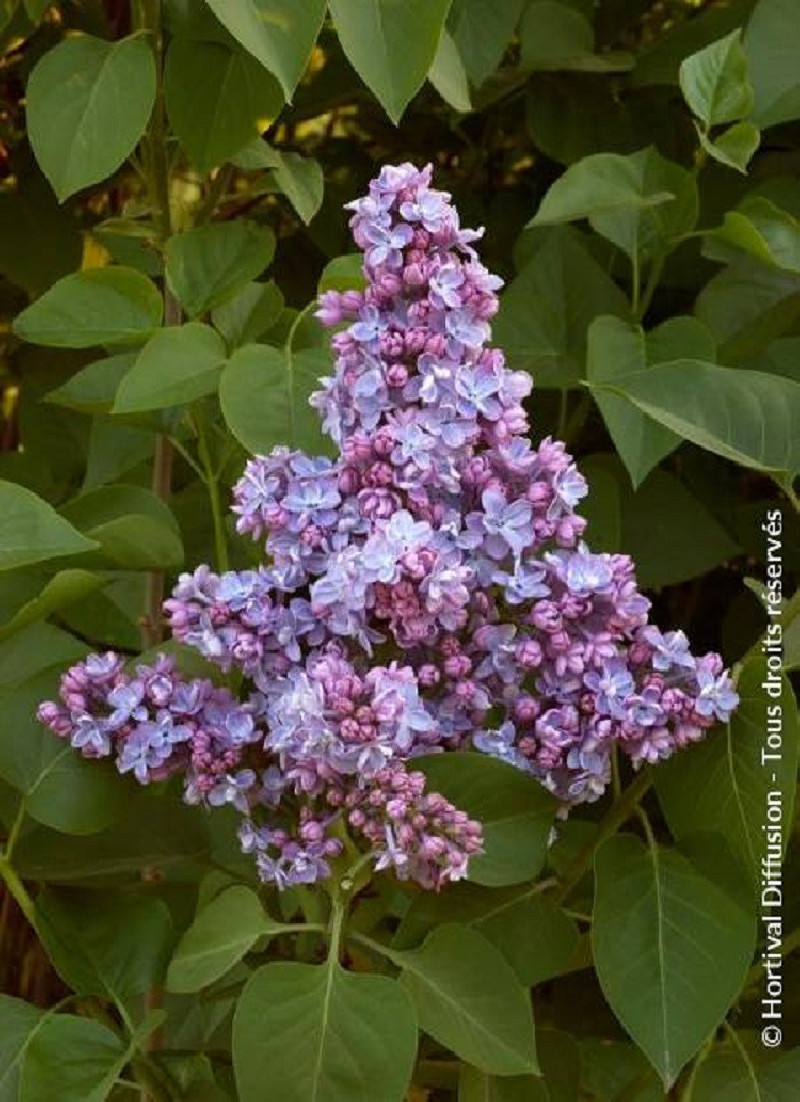 SYRINGA PRESIDENT GREVY