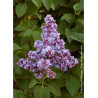 SYRINGA vulgaris PRESIDENT GREVY (Lilas)