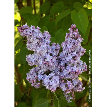 SYRINGA vulgaris PRESIDENT GREVY (Lilas)