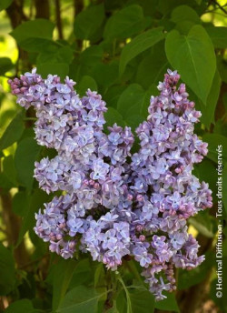 SYRINGA PRESIDENT GREVY