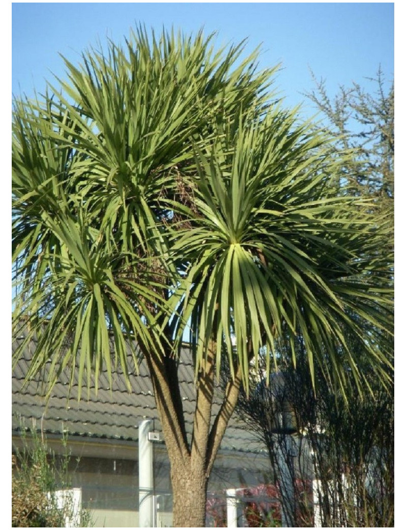 CORDYLINE australis (Cordyline)