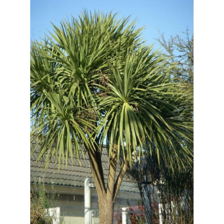 CORDYLINE australis (Cordyline)