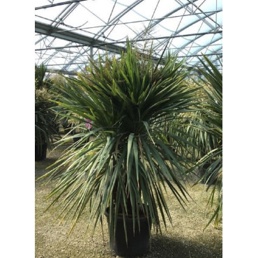 CORDYLINE australis (Cordyline)