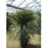 CORDYLINE australis (Cordyline)