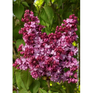 SYRINGA vulgaris PRINCE WOLKONSKY (Lilas)