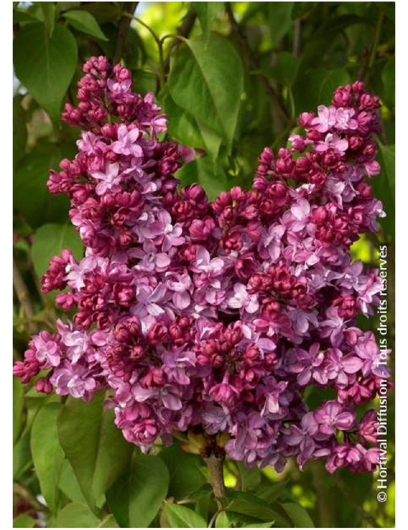 SYRINGA vulgaris PRINCE WOLKONSKY (Lilas)