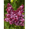 SYRINGA vulgaris PRINCE WOLKONSKY (Lilas)