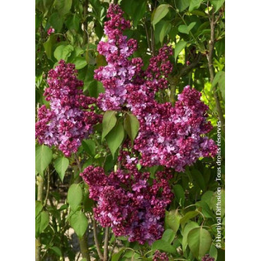 SYRINGA vulgaris PRINCE WOLKONSKY (Lilas)