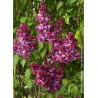 SYRINGA vulgaris PRINCE WOLKONSKY (Lilas)