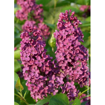 SYRINGA vulgaris SOUVENIR DE LOUIS SPAETH (Lilas)