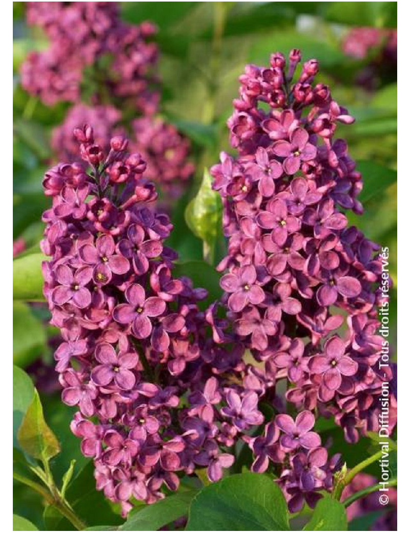 SYRINGA vulgaris SOUVENIR DE LOUIS SPAETH (Lilas)