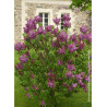 SYRINGA vulgaris SOUVENIR DE LOUIS SPAETH (Lilas)