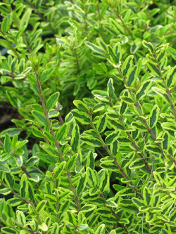 LONICERA nitida LEMON BEAUTY