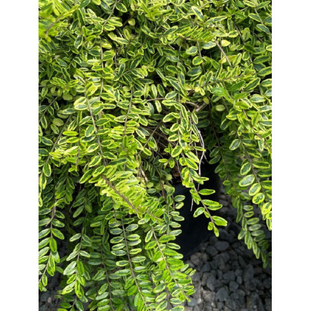 LONICERA nitida LEMON BEAUTY (Chèvrefeuille arbustif brillant)