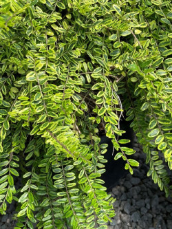 LONICERA nitida LEMON BEAUTY